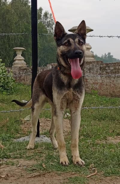 Alsatian Biggyari male age 5 month full security guardian for sale