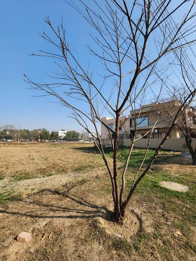 2.5 kanal plot near pine avenue
