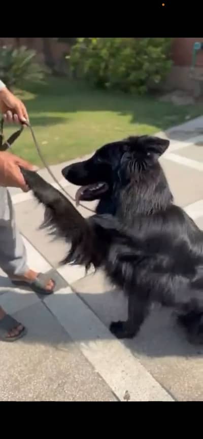 Pedigree german shepherd Male