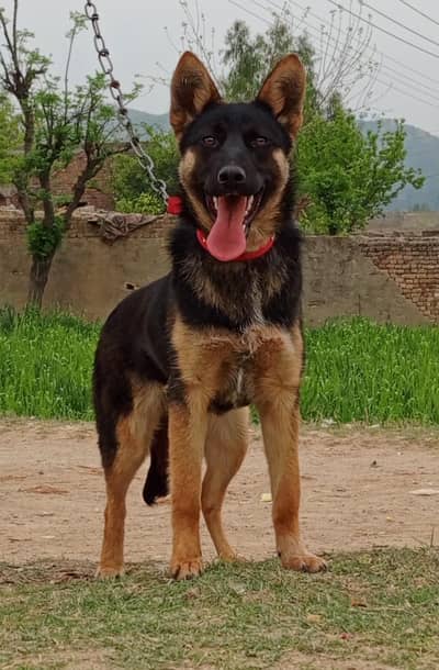 Alsatian Bighyari female age 5 month full security guardian for sale