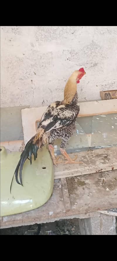 High quality aseel jawa