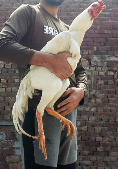 QUALITY O SHAMO EGGS AVAILABLE FOR SALE