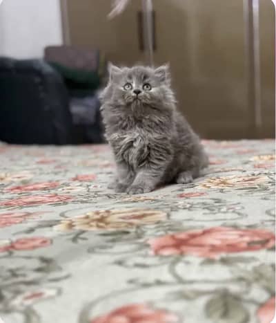 Persian triple coat grey cat
