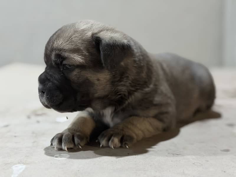 Cane corso 1