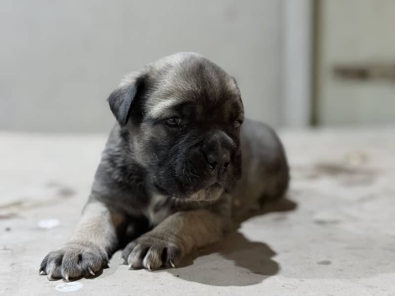 Cane corso 2