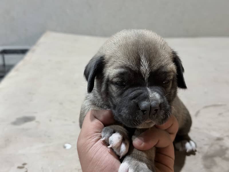 Cane corso 3