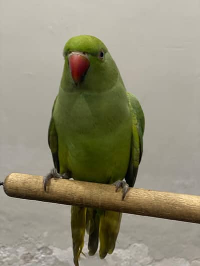 parrot green
