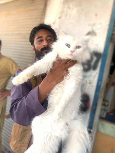 Persian pair for sale triple coat female odd eyes