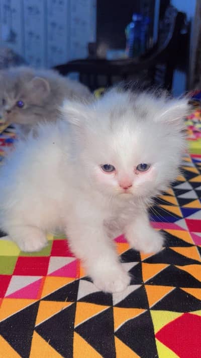 Persian cat