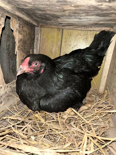 healthy breeder aseel maadi