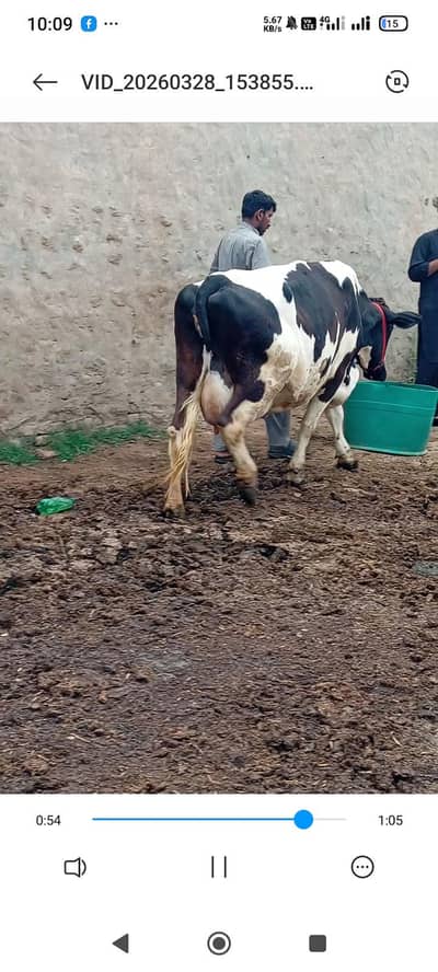 jersey/sahiwal cross/ cholistani cross cows/pure faresion cow/گاے