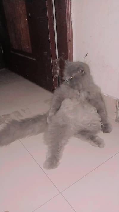 Adorable Kittens for Sale - PlayfuAdoraadl & Cute!