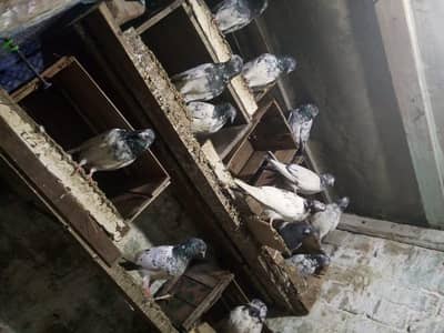 peigon for sale 35 pieces