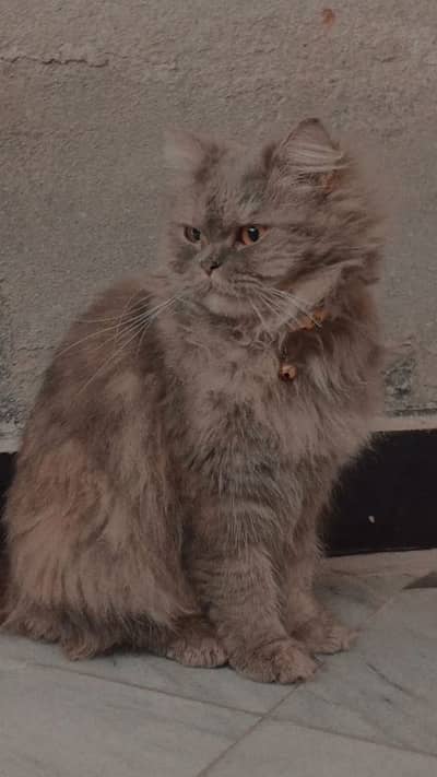 Persian Cat