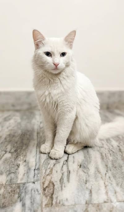 White Female Persian Cat