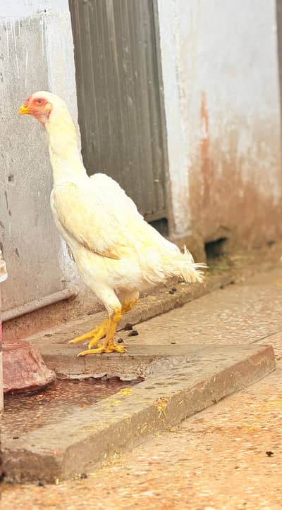 Shamo Female Long hight