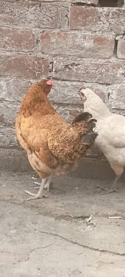 1 Murga 2 Murgiya  hai  Exchange possible. cocktails other