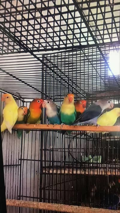 creamino | parblue Fischeri | dilute opaline