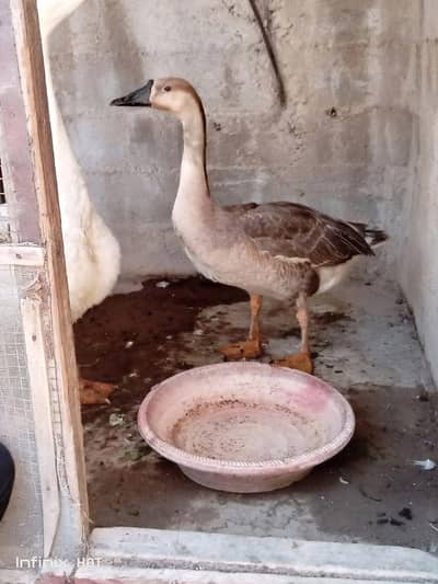 Goose Selling