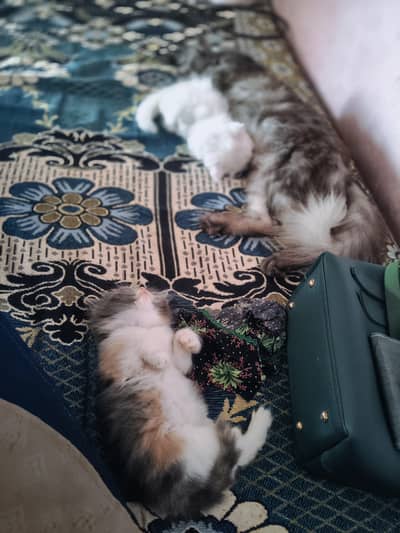 Triple Coated Female Smokey/Grey/white