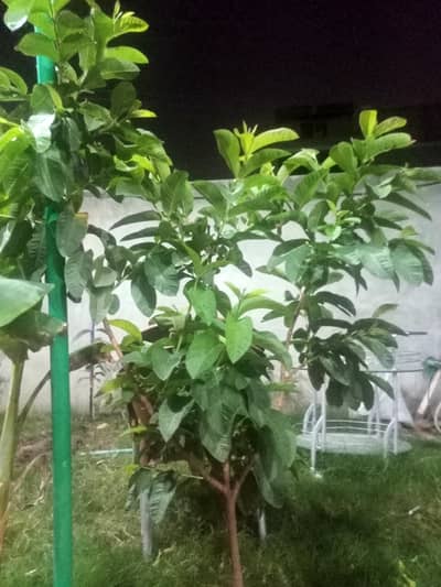 GUAVA AMROOD 5 year age Plant Tree on Fruiting for sale