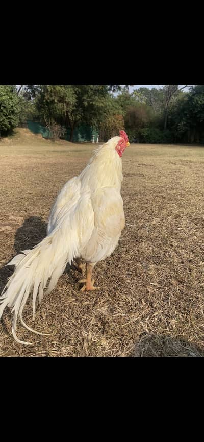 High quality Aseel birds for sale