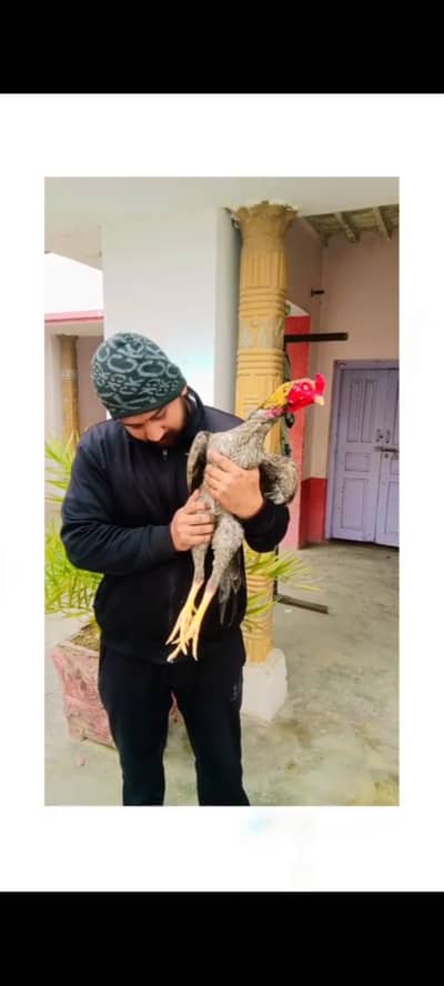 saleta murga for sale and exchange possible breeder ke sath