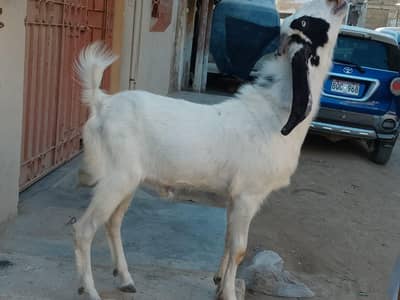 Sindh Mashallah healthy and active he.