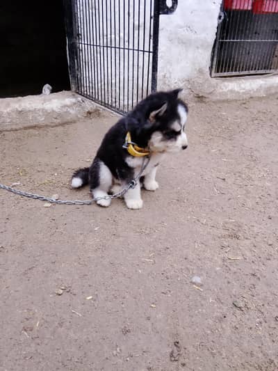 siberian husky female puppy