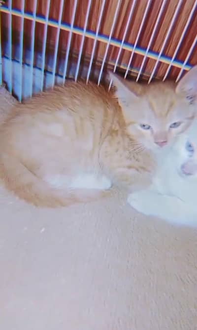 Two Triple Coated Persian cats foe sale