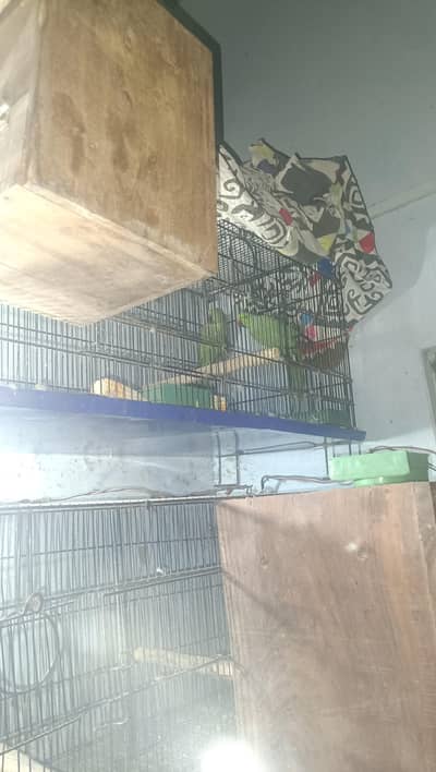 I sel ringneck and raw perrot