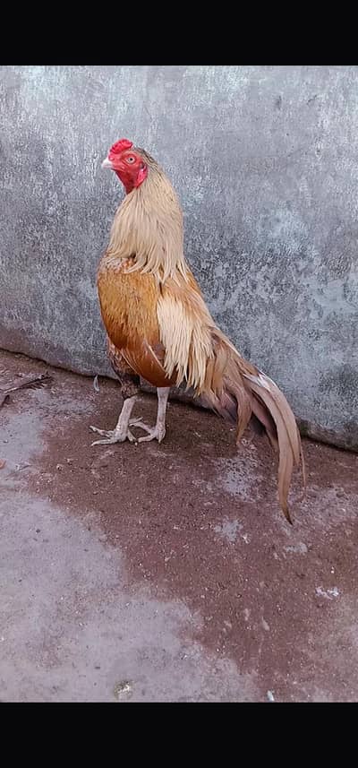 High quality mianwali aseel cargo possible 03161510578