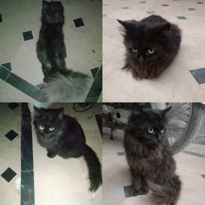 Beautiful fluffy long hair Turkish Angora Female Cat