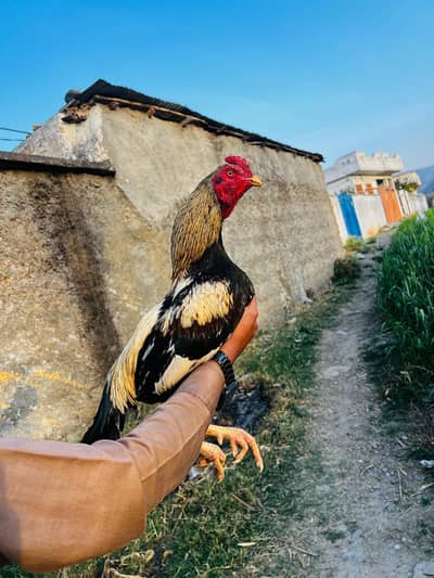 Urgent sale karna ha Contact number 03445978903