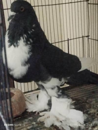 lahori sherazi new mutations