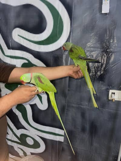 handtamme breeder pair with 2 tamme self chicks