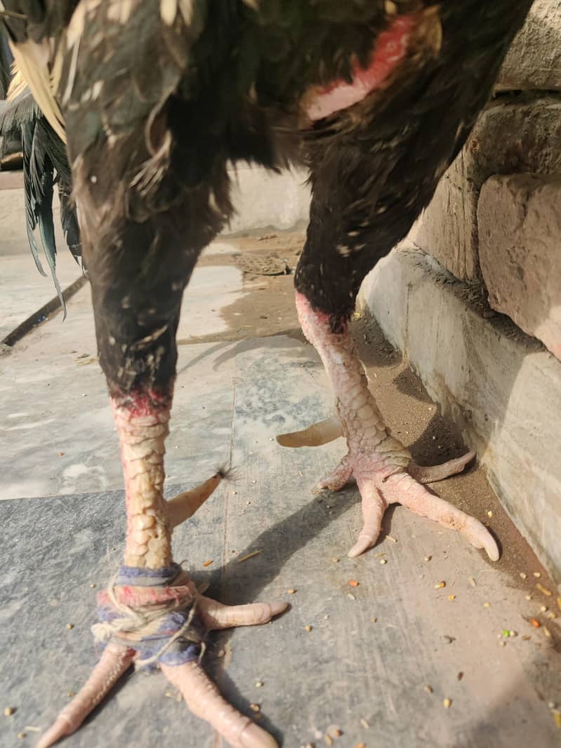 aseel Java for sale 0