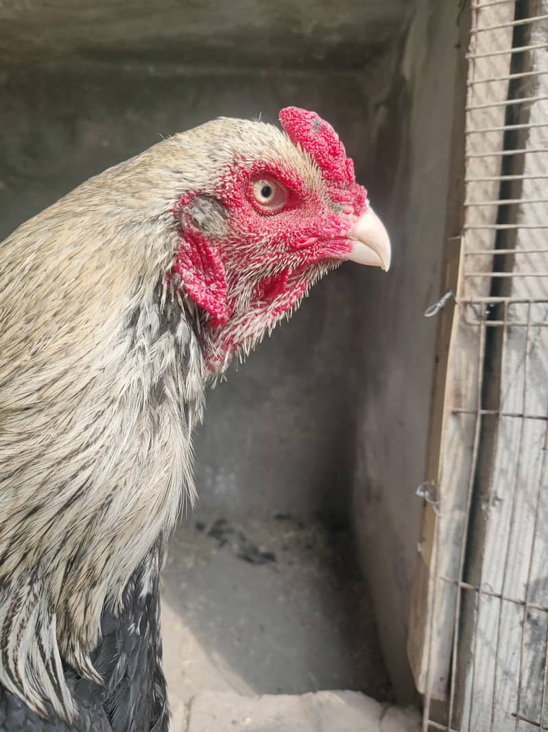 aseel Java for sale 1