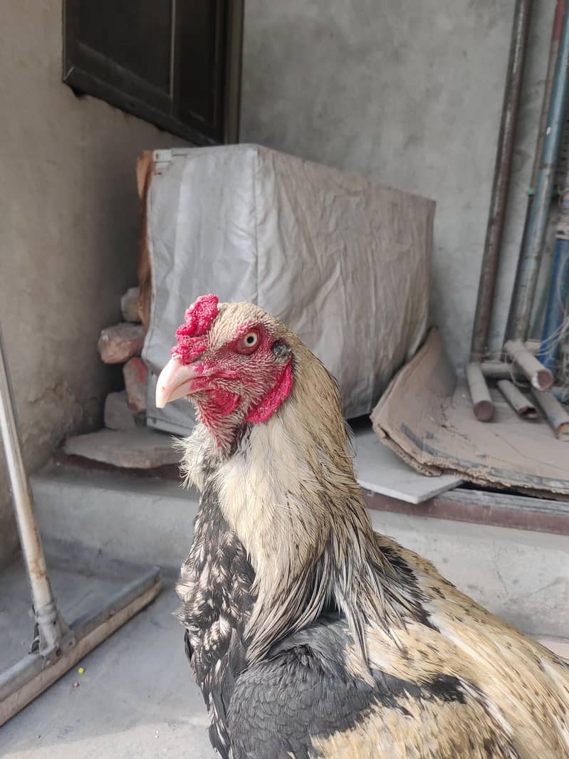 aseel Java for sale 2