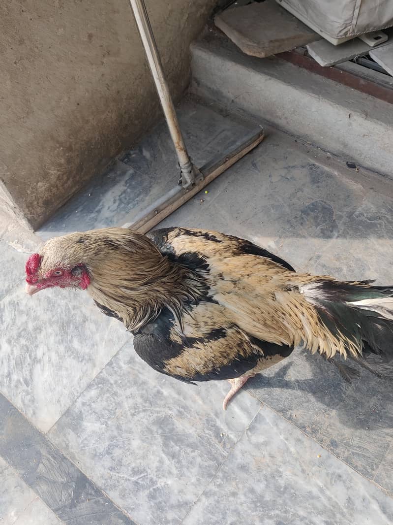 aseel Java for sale 3