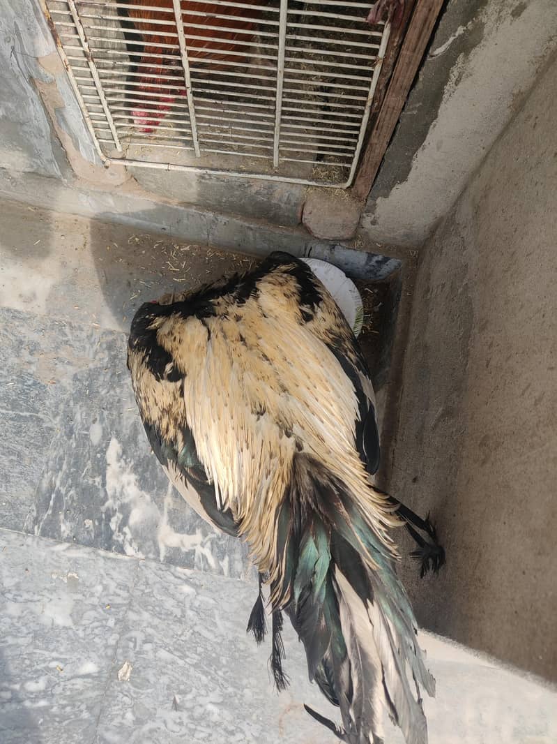 aseel Java for sale 4