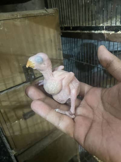 Talking parrot chicks green and red factor conure