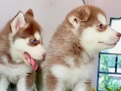 Siberian Husky dog whatsApp number 03468556940
