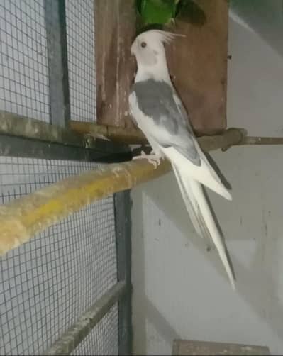 Pied breeder male ha healthy and active ha 0316,15,10,578