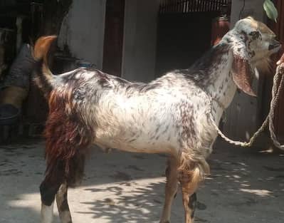 beetal breeder male for sale