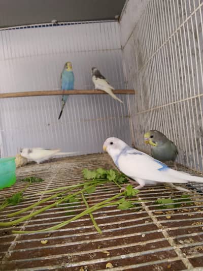 BUDGIES