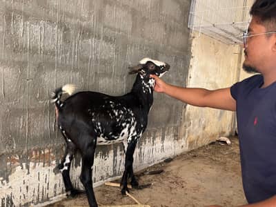 teddy barbari goat for sale