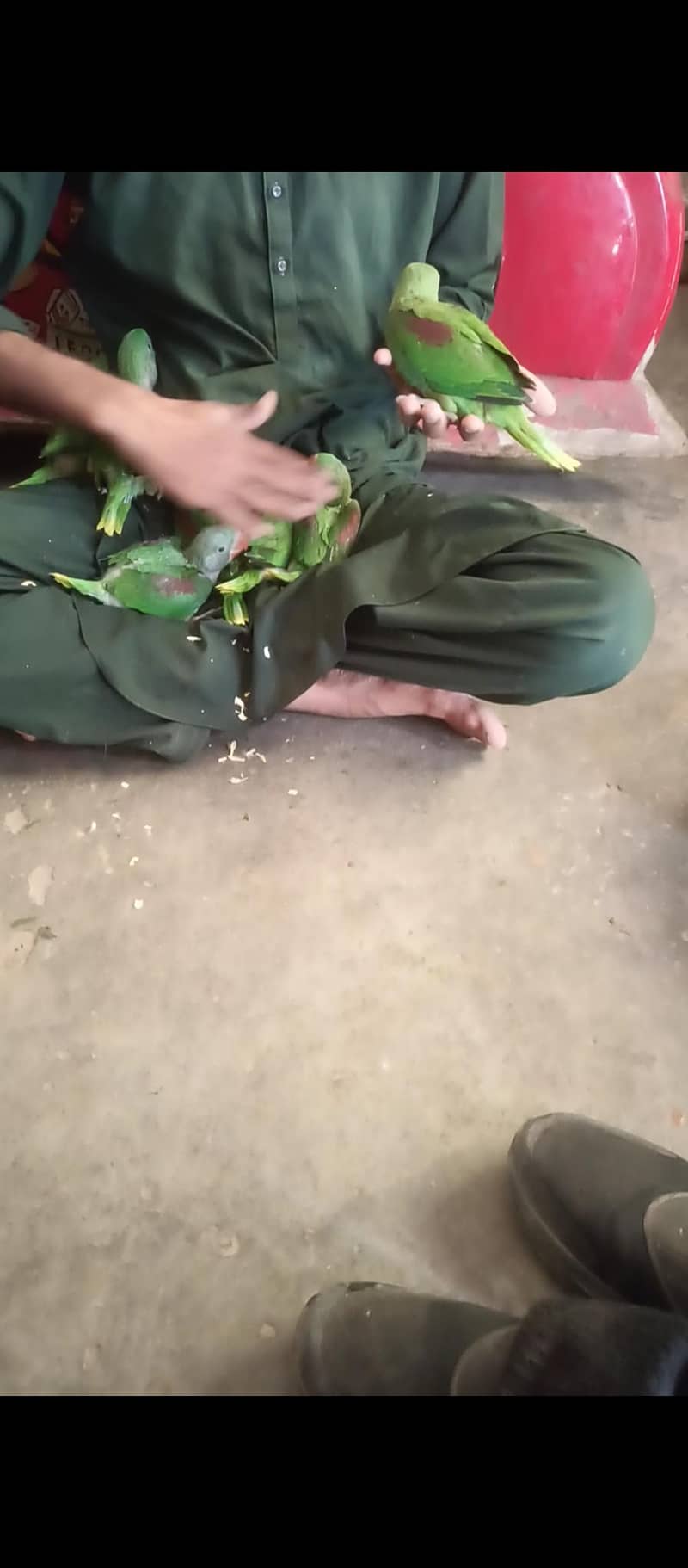 گھر کے پلے ہوئے 1