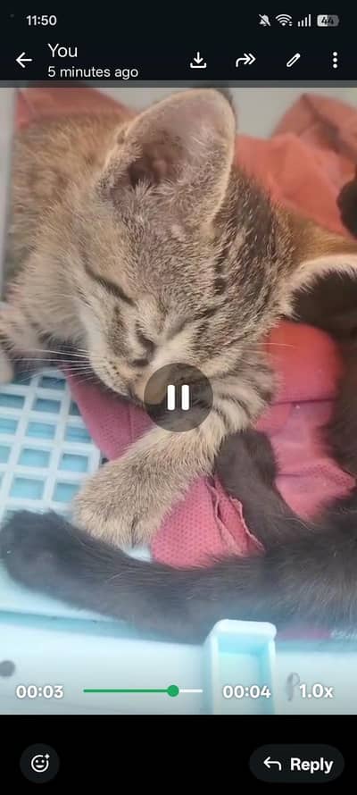 domestic shorthair cat