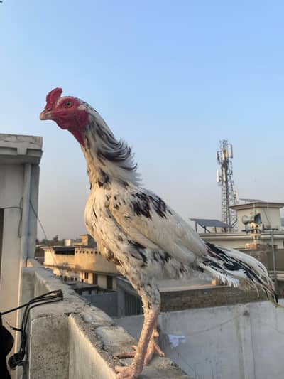 Aseel Cheena High Quality